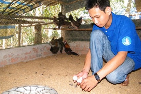 Chuyện chàng Đoàn viên say mê... gà rừng 