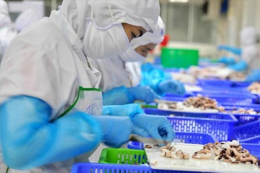 VASEP: Nguy cơ gãy đổ chuỗi sản xuất, xuất khẩu thủy sản ngay trước mắt