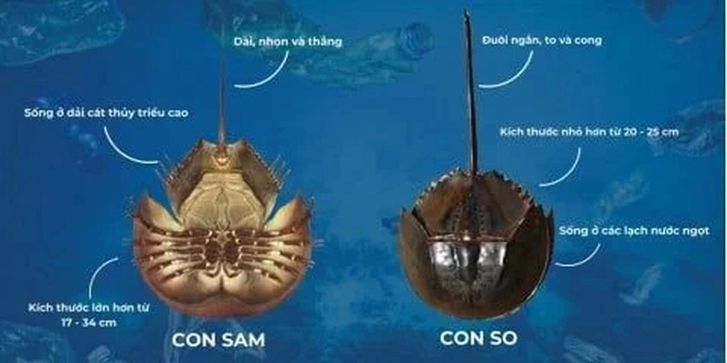 Ăn nhầm so biển cực độc, người đàn ông ở TPHCM suýt mất mạng - 2 Ăn nhầm so biển cực độc, người đàn ông ở TPHCM suýt mất mạng - 2