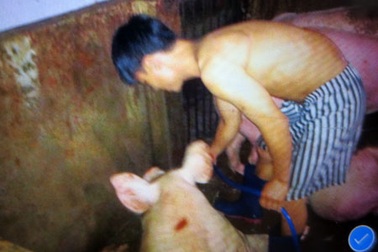 Phục kích lò mổ heo chuyên bơm nước, đầu độc người tiêu dùng