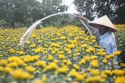 Nửa triệu chậu hoa cúc nở rộ mang đến niềm vui cho người nông dân