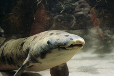 Cá “cụ” mừng lễ thượng thọ 80 tuổi