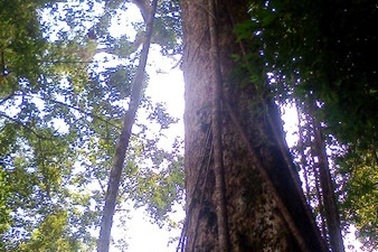 Tiếng kêu cứu từ rừng xanh!