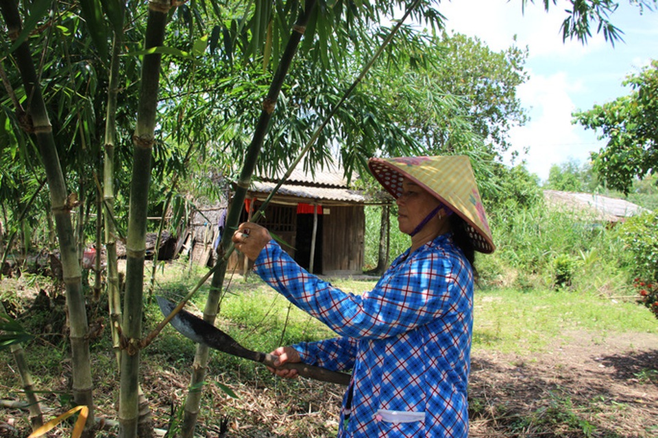Thu lãi trăm triệu đồng nhờ trồng loại cây bán không bỏ thứ gì - 3 Thu lãi trăm triệu đồng nhờ trồng loại cây bán không bỏ thứ gì - 3