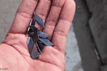 Hàng trăm mảnh đinh "bẫy" người đi đường trên quốc lộ