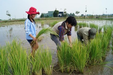 Một ngày “làm ruộng” của tiểu thư