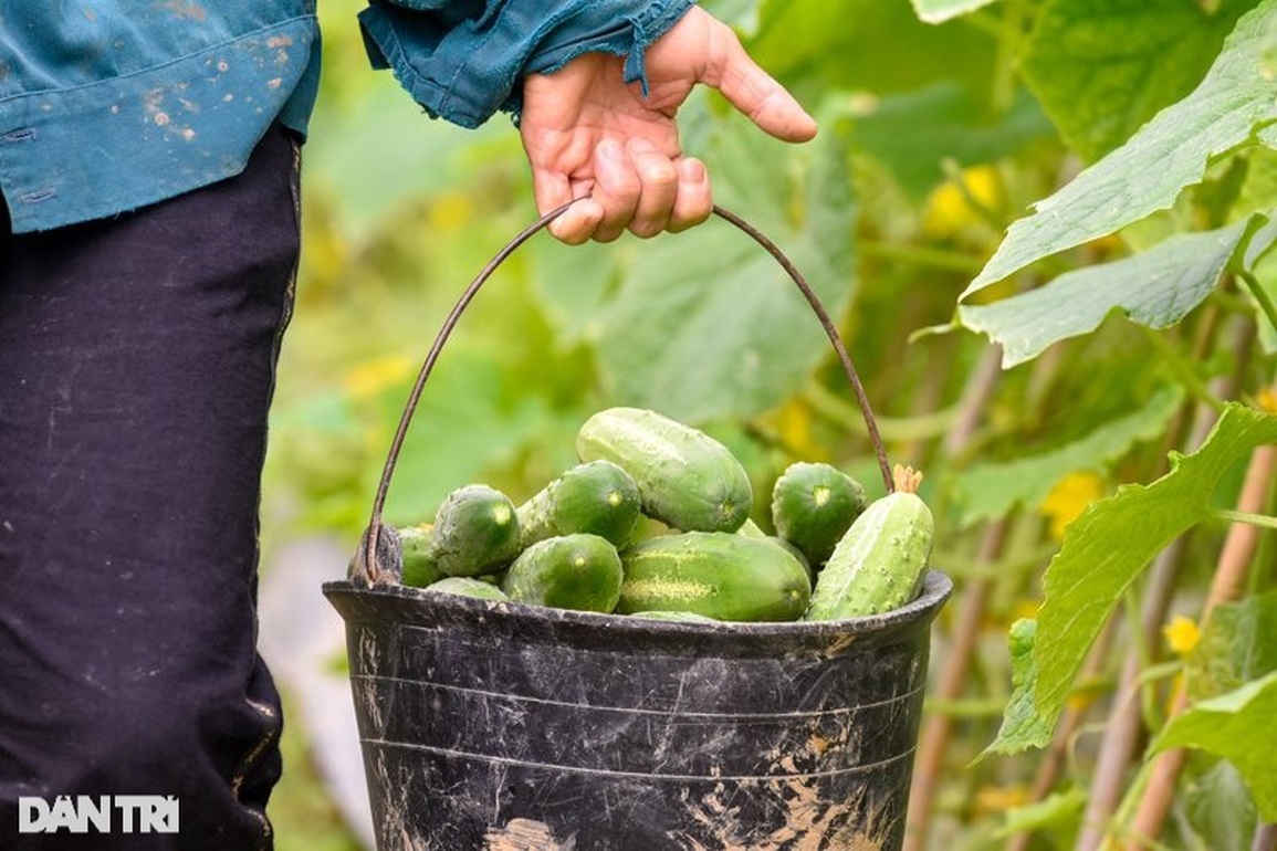 Gần Tết, nông dân bỏ túi trăm triệu mỗi năm từ cánh đồng dưa chuột - 4 Gần Tết, nông dân bỏ túi trăm triệu mỗi năm từ cánh đồng dưa chuột - 4