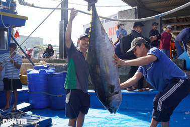 Bình Định cảnh báo hàng trăm tàu cá có nguy cơ cao vi phạm IUU
