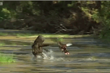 Cận cảnh ngỗng “tử chiến” với khỉ đầu chó để bảo vệ con