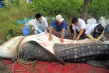 Cá Nhám Voi  “trong sách đỏ” dạt vào bờ biển Khánh Hòa