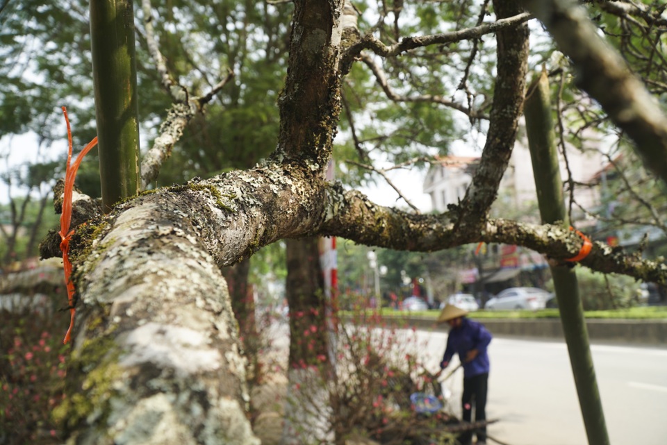 Mận rừng trắng tinh khôi xuống Thủ đô đón Tết - 8 Mận rừng trắng tinh khôi xuống Thủ đô đón Tết - 8