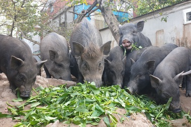 Ứng phó dịch Covid-19, dân Thủ đô rủ nhau nuôi lợn mán