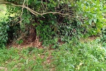 Điều tra vụ thi thể không đầu trong bụi rậm