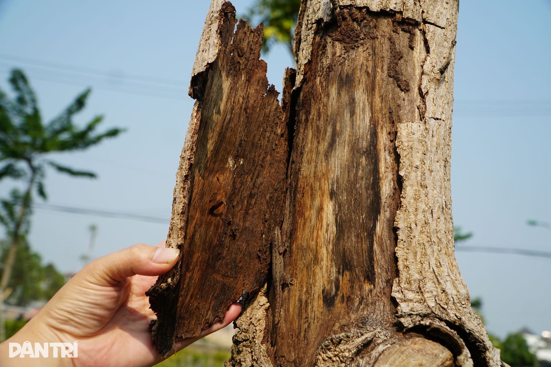 Cây xanh chết la liệt trong công viên Hội An ở Thanh Hóa - 4