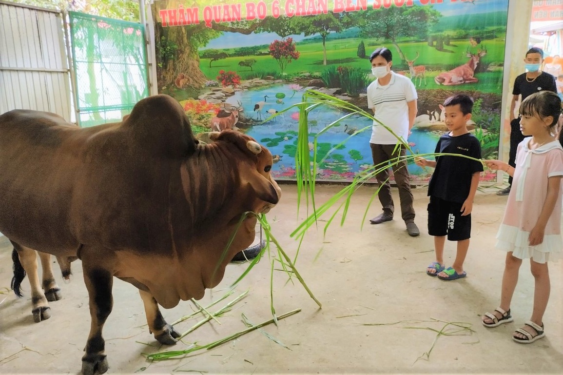 Cow with 6 legs and 2 tails, priced at 5 billion VND, the owner does not sell - 6