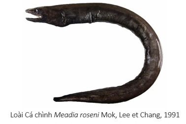 Vẻ ngoài kỳ dị của loài cá lần đầu tiên ghi nhận ở Việt Nam