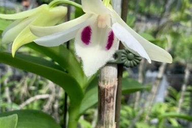 Chuyên gia chứng minh cấy mô Phi điệp đột biến dễ dàng