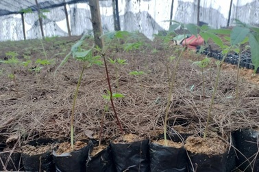 Nam thanh niên rao bán giống sâm Ngọc Linh giả trên mạng xã hội