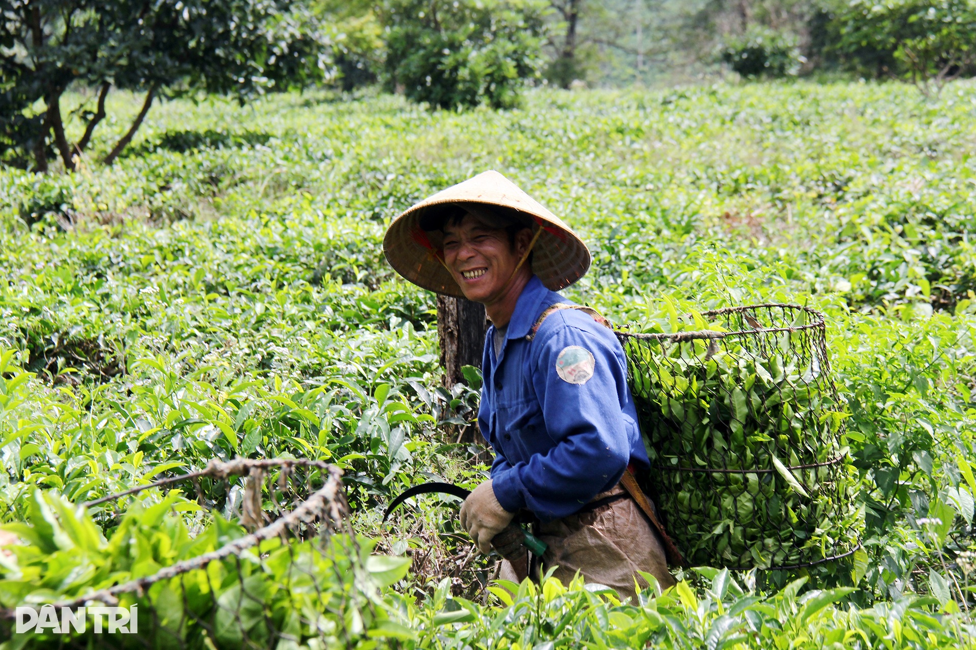 Ngắm mùa hoa muồng nhuộm vàng đồi chè ở Gia Lai - 12 Ngắm mùa hoa muồng nhuộm vàng đồi chè ở Gia Lai - 12