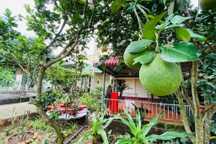 Vợ chồng 8X lên kế hoạch về hưu sớm, làm nhà vườn rộng 6000m2 ở Vũng Tàu