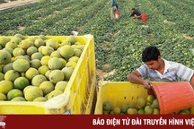 Từ bỏ áp lực công việc, nhiều lãnh đạo đi làm nông dân ở Israel