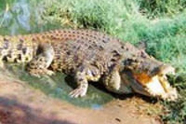 Nuôi cá sấu để trông nhà và... gối đầu