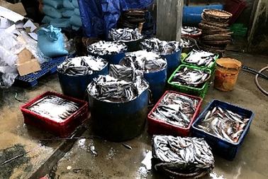 Phát hiện cơ sở hấp cá bằng hóa chất lạ