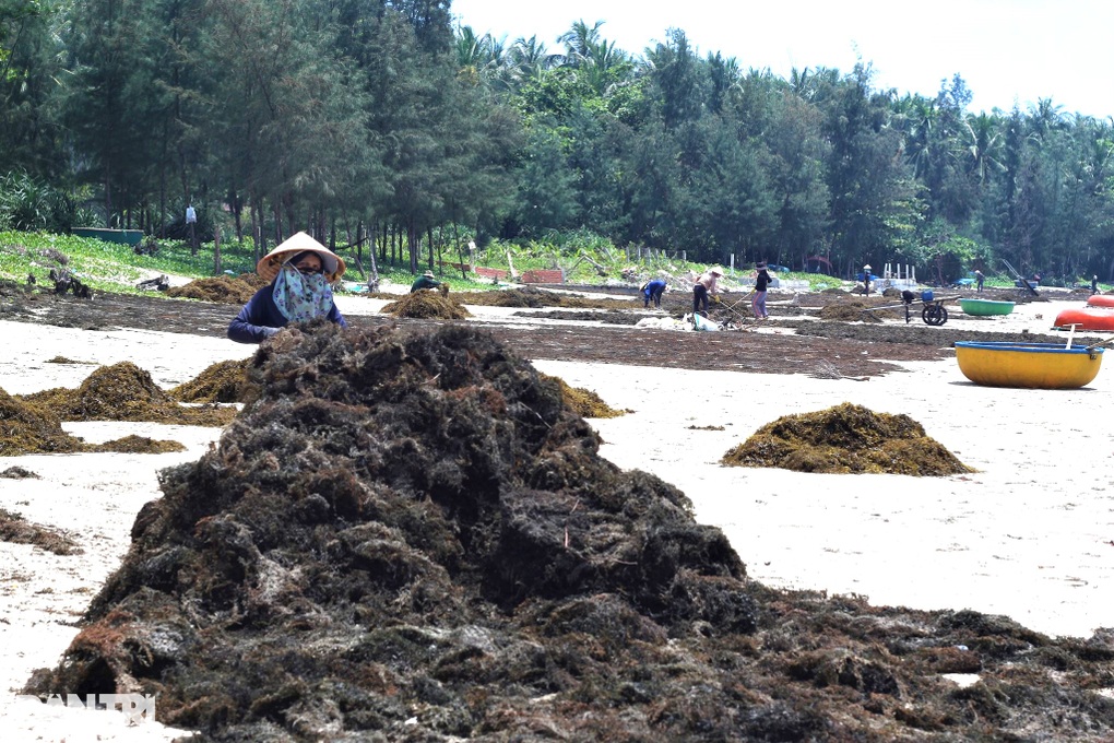 Hái rau sạch... dưới biển, ngư dân rủng rỉnh tiền triệu mỗi ngày - 3 Hái rau sạch... dưới biển, ngư dân rủng rỉnh tiền triệu mỗi ngày - 3