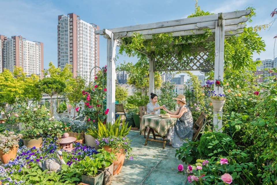 Người phụ nữ biến sân thượng bỏ không thành khu vườn vạn người mê - 3 Người phụ nữ biến sân thượng bỏ không thành khu vườn vạn người mê - 3