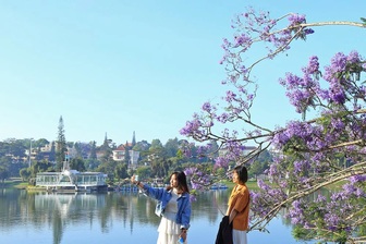 Bão quật đổ cây phượng tím nổi tiếng Đà Lạt, du khách tiếc ngẩn ngơ