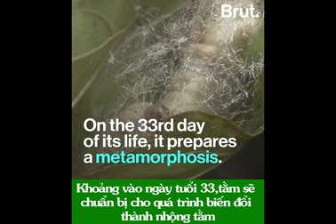 Có thể bạn chưa biết: Tơ tằm được tạo ra như thế nào?