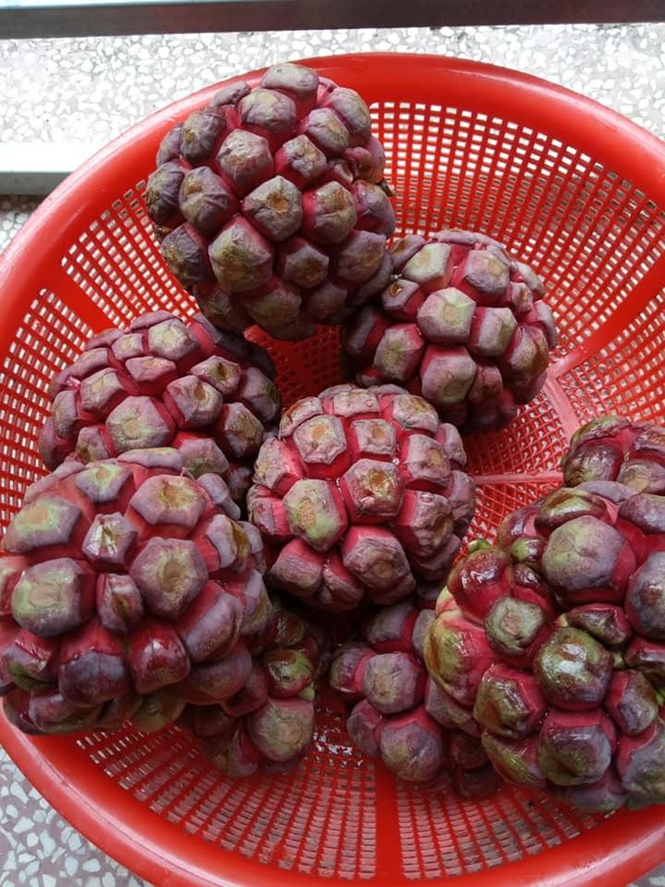Na rừng khổng lồ nặng 3kg “chỉ ngửi, không ăn” vẫn đắt hàng về Thủ đô - 2 Na rừng khổng lồ nặng 3kg “chỉ ngửi, không ăn” vẫn đắt hàng về Thủ đô - 2