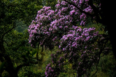 Cảnh sắc như cổ tích của cánh rừng đỗ quyên tím trời Tây Bắc