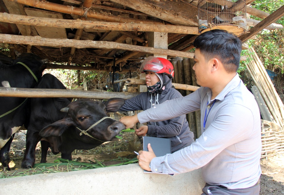 Phú Yên: Gia súc ngã bệnh chết hàng loạt, cán bộ thú y nói chỉ vài con - 5 Phú Yên: Gia súc ngã bệnh chết hàng loạt, cán bộ thú y nói chỉ vài con - 5