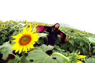 “Mùa thu vàng” rực rỡ hút hồn ở miền Tây xứ Nghệ