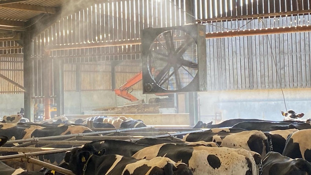 Nóng kỷ lục ở châu Âu, nông dân thoa kem chống nắng cho cả... những chú heo - 2 Nóng kỷ lục ở châu Âu, nông dân thoa kem chống nắng cho cả... những chú heo - 2