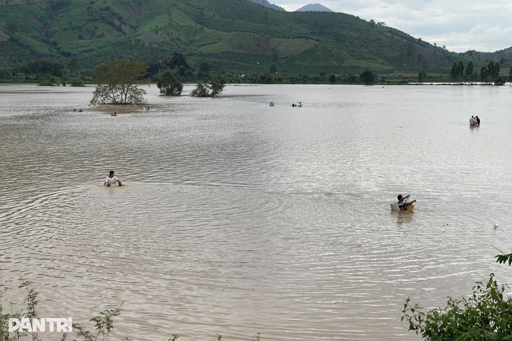 Cá tầm tràn khỏi ao do mưa lũ, người dân đổ xô bắt đi bán - 1 Cá tầm tràn khỏi ao do mưa lũ, người dân đổ xô bắt đi bán - 1