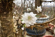 Hoa bạch đào Lào Cai quý hiếm xuất hiện ở chợ hoa Xuân Quý Mão 2023