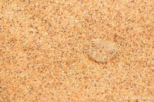 Ngỡ ngàng với “nghệ thuật ẩn thân” để săn mồi của rắn cát sa mạc