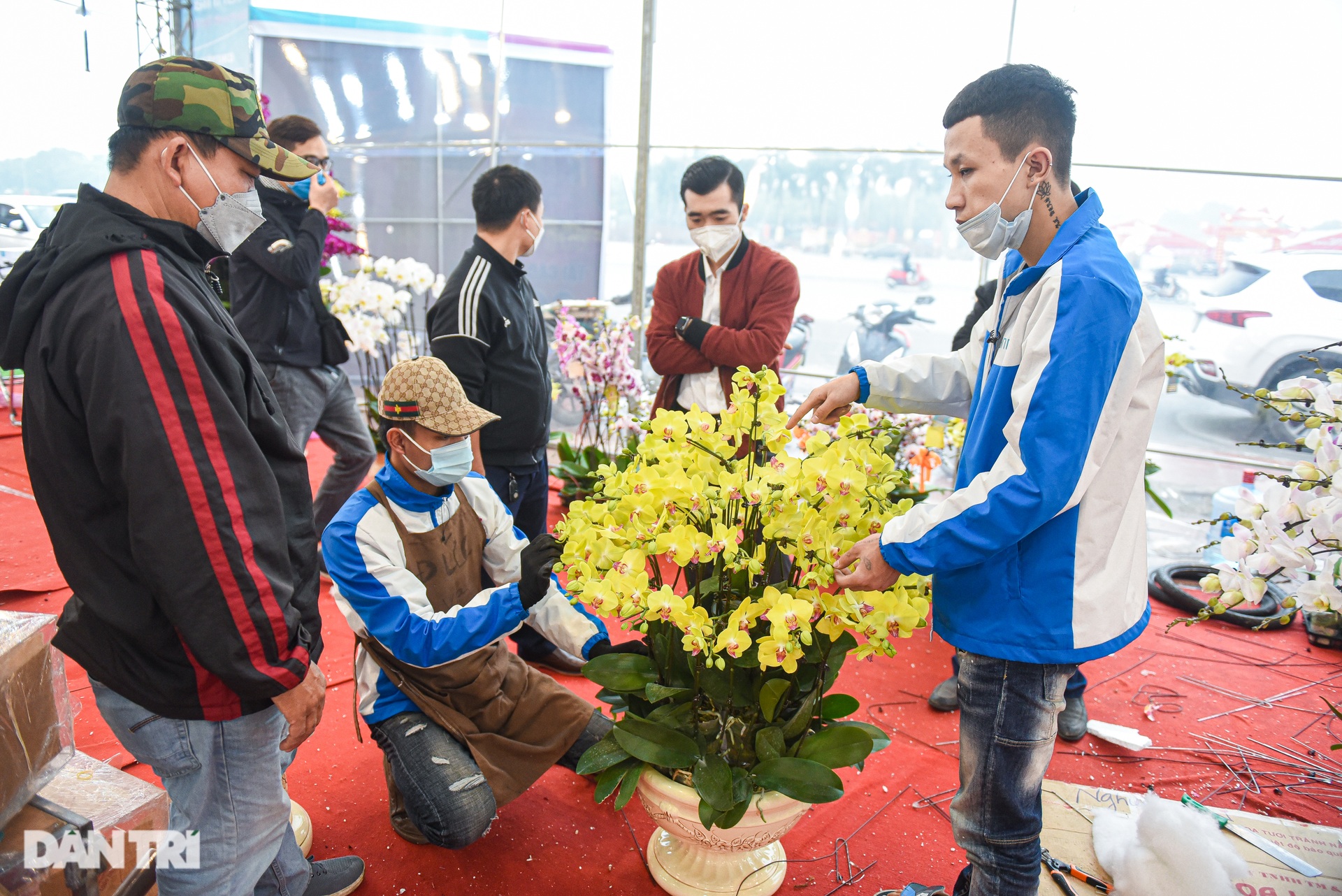 Chậu lan hồ điệp khổng lồ chào bán gần một tỷ đồng ở Hà Nội - 11 Chậu lan hồ điệp khổng lồ chào bán gần một tỷ đồng ở Hà Nội - 11