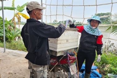 Nông dân Hải Phòng thấp thỏm lo rươi mất mùa