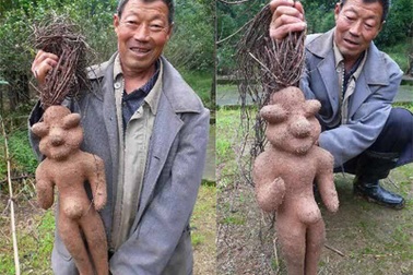 Củ hà thủ ô mang hình người