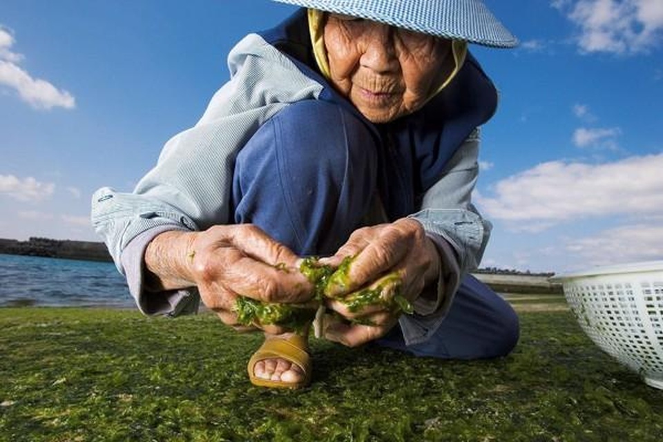Bí mật hòn đảo toàn người trường thọ, 100 tuổi vẫn chăm chỉ lao động - 5 Bí mật hòn đảo toàn người trường thọ, 100 tuổi vẫn chăm chỉ lao động - 5