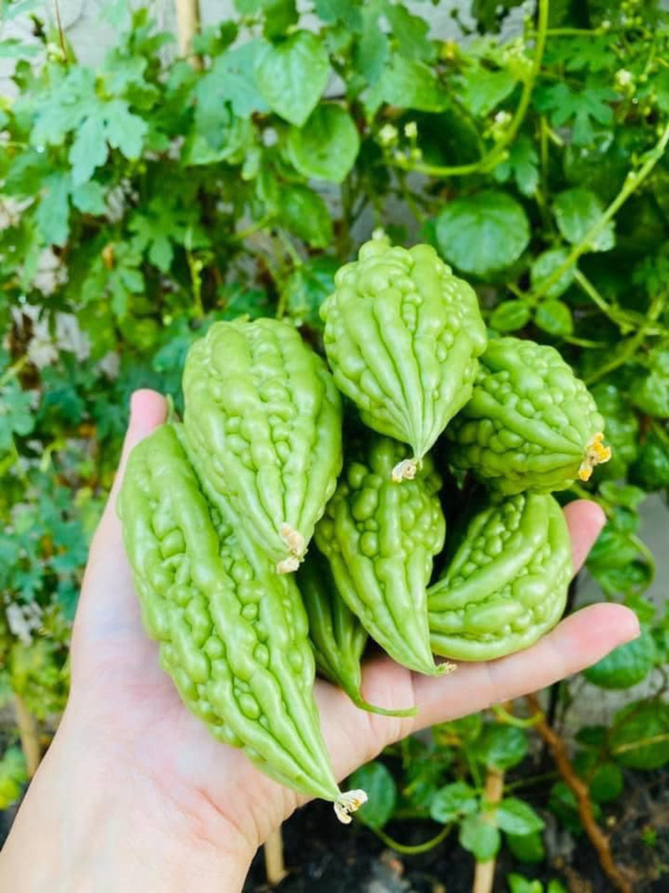 Vườn rau, trái cây xanh mướt mát của gia đình Hải Băng - Thành Đạt - 11 Vườn rau, trái cây xanh mướt mát của gia đình Hải Băng - Thành Đạt - 11