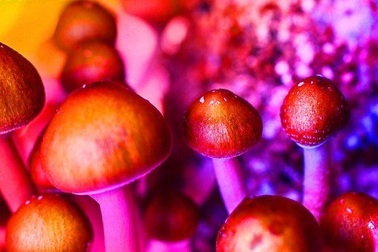 Các nhà khoa học đã tìm ra lý do tại sao nấm ma thuật phát triển trở nên kỳ diệu