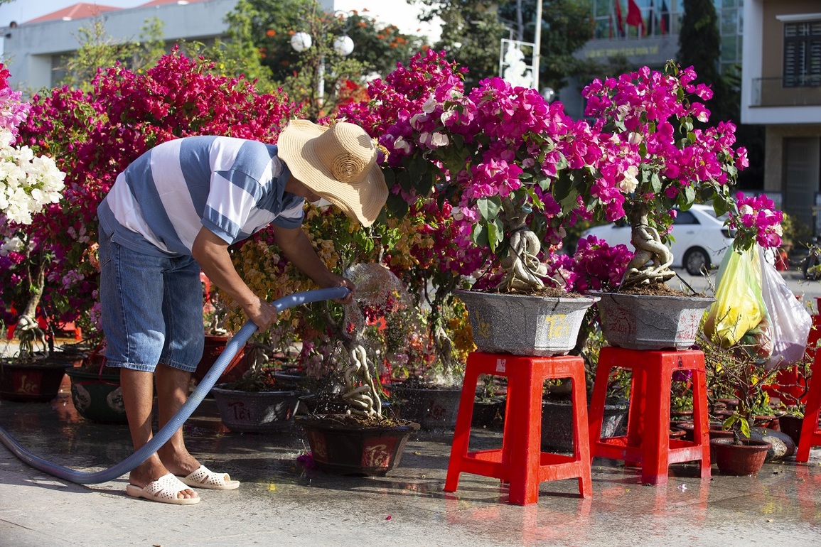 Ninh Thuận: Người dân dạo chợ ngắm hoa là chính, ít người mua - 2 Ninh Thuận: Người dân dạo chợ ngắm hoa là chính, ít người mua - 2
