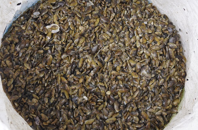 Bình Định: Mưu sinh nghề cào phễnh, vẹm ven đầm Thị Nại - 6 Bình Định: Mưu sinh nghề cào phễnh, vẹm ven đầm Thị Nại - 6