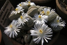 Sự độc đáo của thạch lan - loài hoa mọc trên sỏi và đá