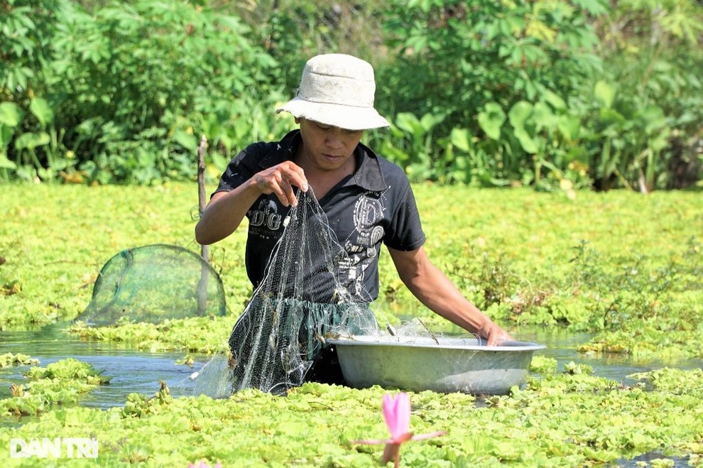 Chuyển nghề sau tai nạn, 8x xứ Tây đô sống khỏe nhờ trại nuôi ốc bươu - 4 Chuyển nghề sau tai nạn, 8x xứ Tây đô sống khỏe nhờ trại nuôi ốc bươu - 4