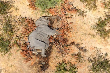 Hơn 360 con voi ở Botswana chết một cách bí ẩn